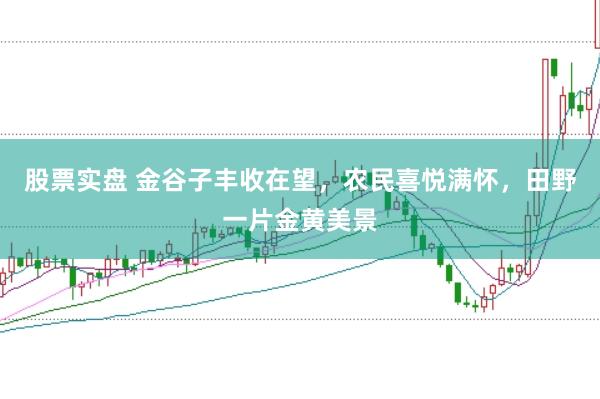 股票实盘 金谷子丰收在望，农民喜悦满怀，田野一片金黄美景